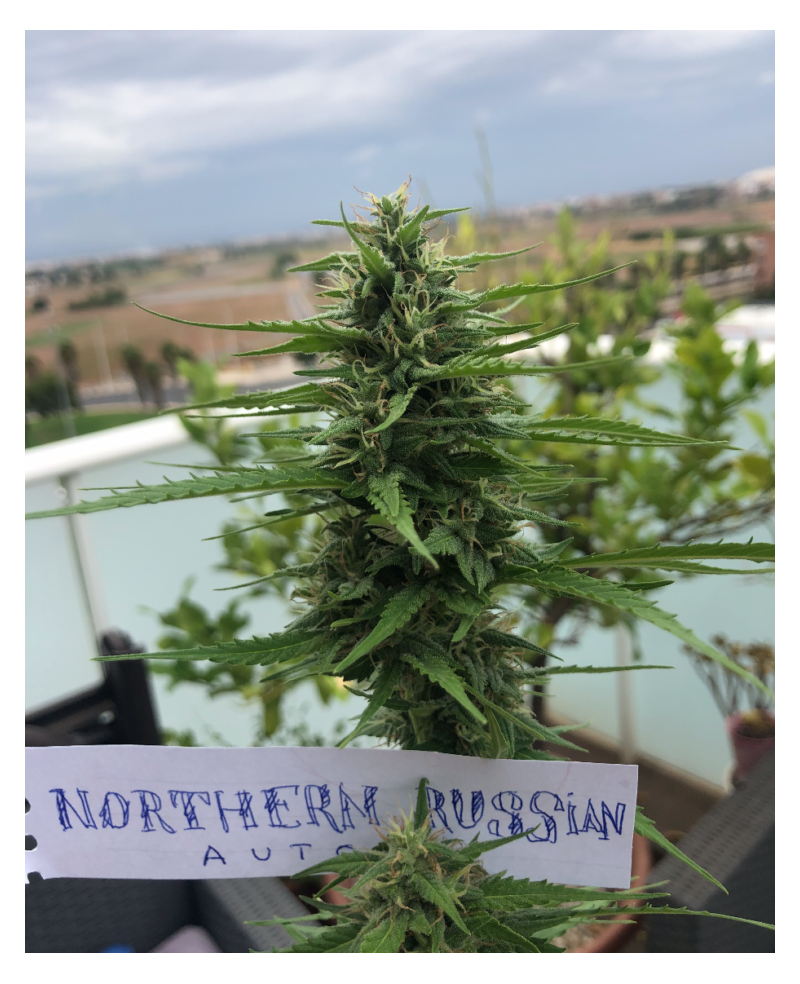 Northern Russian Auto, Фасовка: 10, изображение 2
